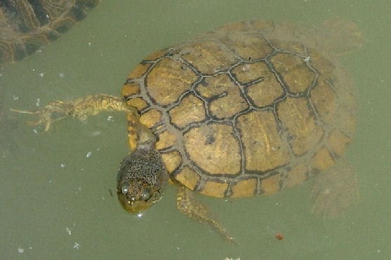 Tartaruga dalle orecchie rosse - Trachemys scripta